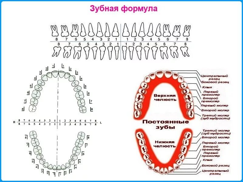 Зуб 1 8. Анатомическая зубная формула постоянных зубов. Зубная формула молочных зубов схема. Зубная формула коренных зубов. Зубная формула постоянного прикуса.