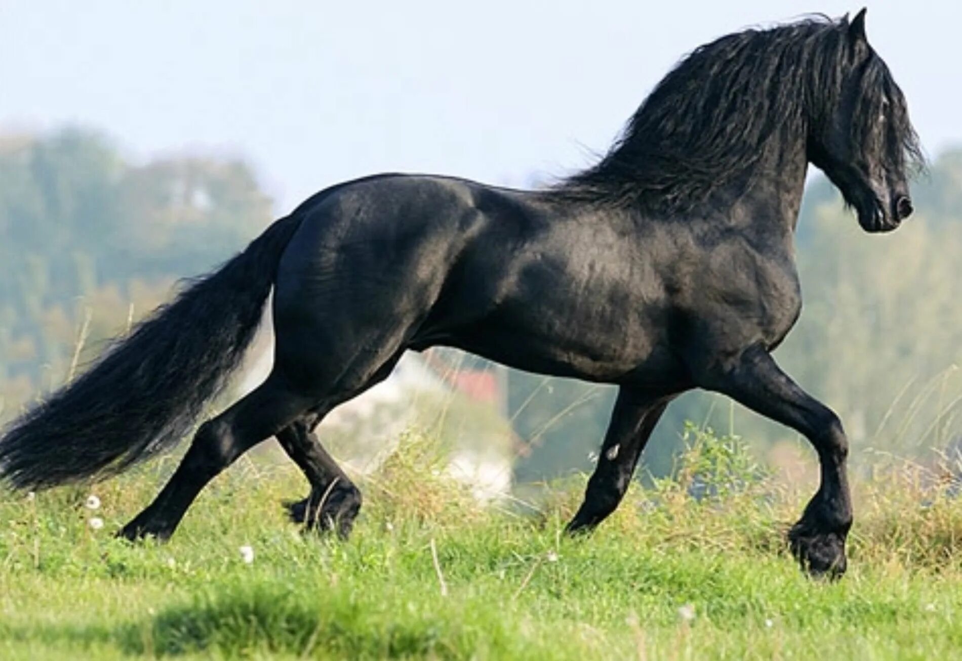 Г фриза. Фризская лошадь гнедая. Лошади породы фриз. Лошади вороные андалузской породы. Фризская лошадь черная Жемчужина.