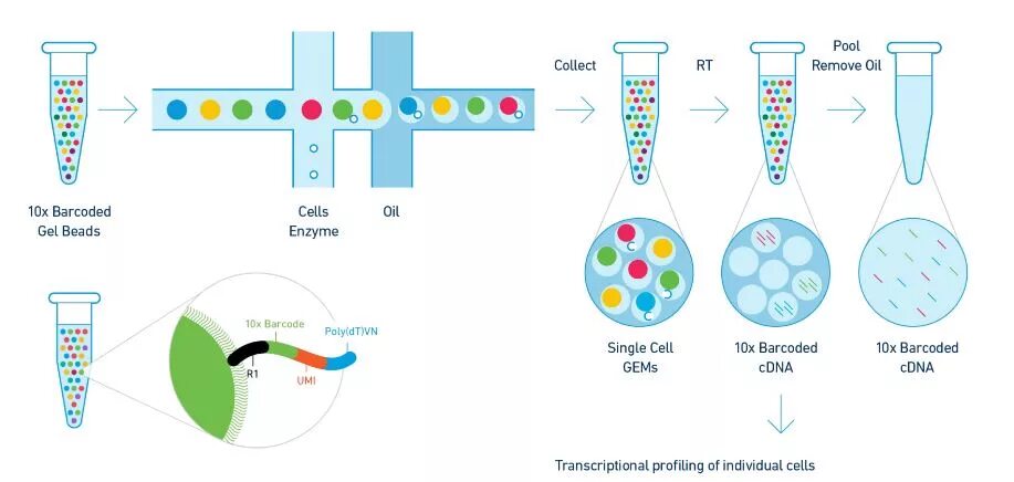 Метод CGH генетика. Single Cell RNA sequencing. Smrt прибор Single-molecule real-time sequencing. Single Cell RNA секвенатор.