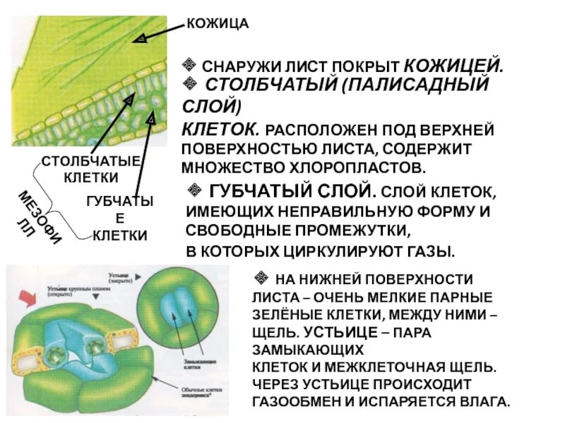 Слой клеток листа. Кожица листа ткани хлоропластов. Столбчатые клетки листа. Столбчатые и губчатые клетки листа. Верхняя кожица листа.