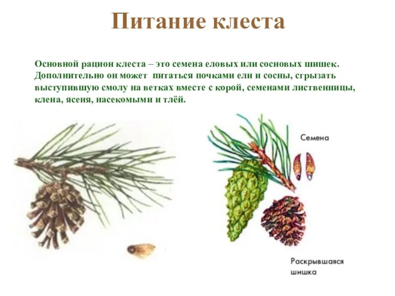 Какая форма шишек у сосны. Размер и форма шишки у лиственницы. размер и форма шишек у лиственницы. плотность шишки лиственницы. размер шишки лиственницы.