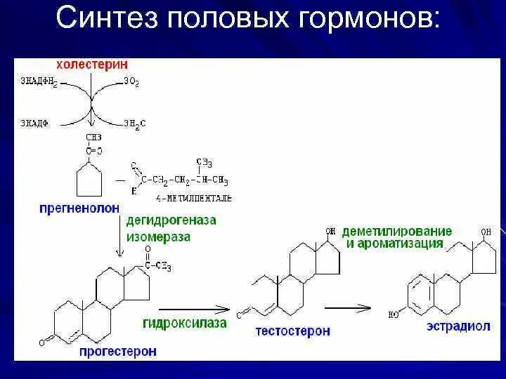 Эстрадиол гормон у мужчин. Схема синтеза стероидных гормонов. Синтез женских половых гормонов. Схема синтеза стероидных гормонов биохимия. Схема синтеза половых гормонов.