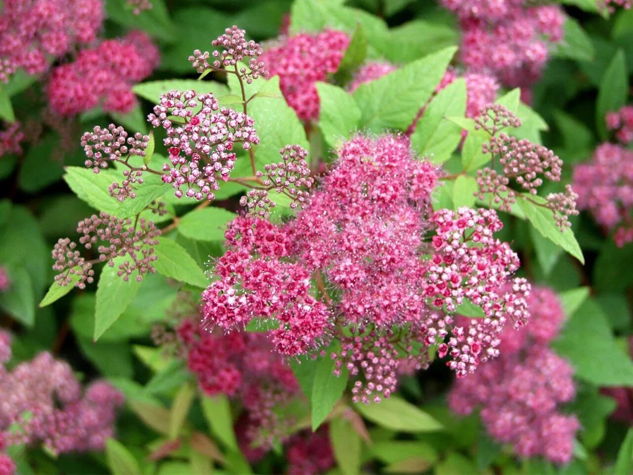 Спирея японская Froebelii. Спирея японская (Spiraea japonica `Zigeunerblut`). Spiraea japonica 'little Princess'. Спирея Фробели.