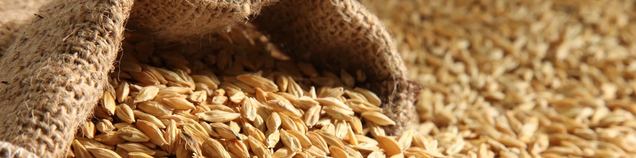 специализированные отчеты в 1с. пшеница зерно. корм для сельскохозяйственных животных. программа по учету зерна. программа зерно.