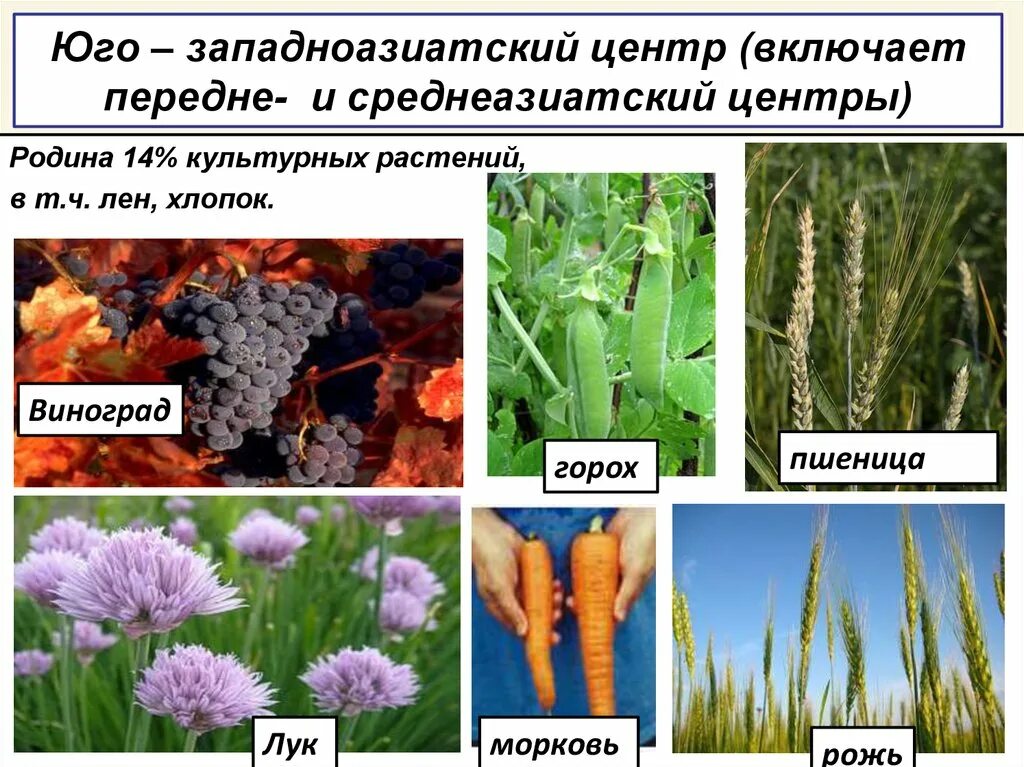 Центры происхождения культурных растений. Юго Западноазиатский центр растения. Культурные растения. Многообразие культурных растений. Люцерна лен кормовая свекла пшеница хлопчатник рожь