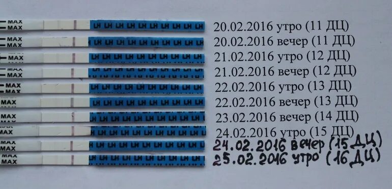 Тест на беременность на 32 день цикла. Тест на беременность на 30 день цикла. Овуляция 30 дней цикл. Тест на овуляцию 30 дней цикл. Забеременеть на следующий день после овуляции