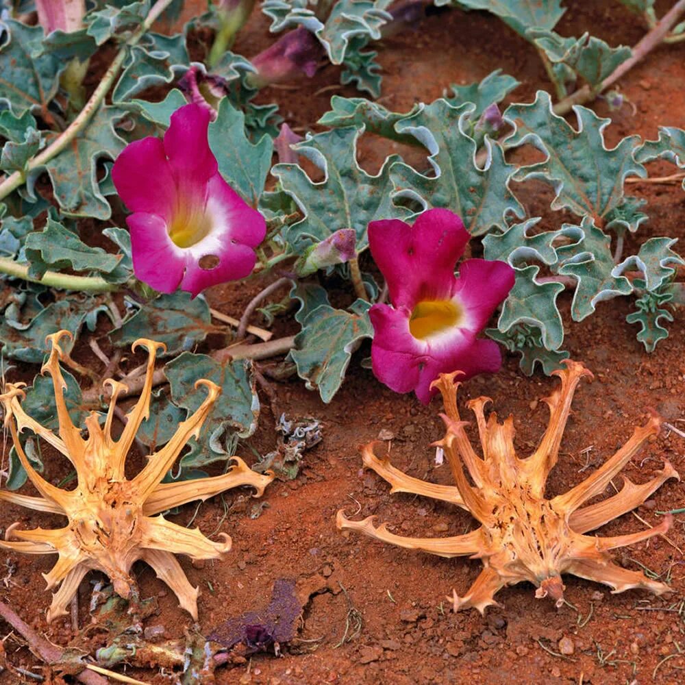 Мартиния душистая фото. Harpagophytum procumbens. Гарпагофитум распростертый. Мартиния душистая. Гарпагофитум распростертый цветок.