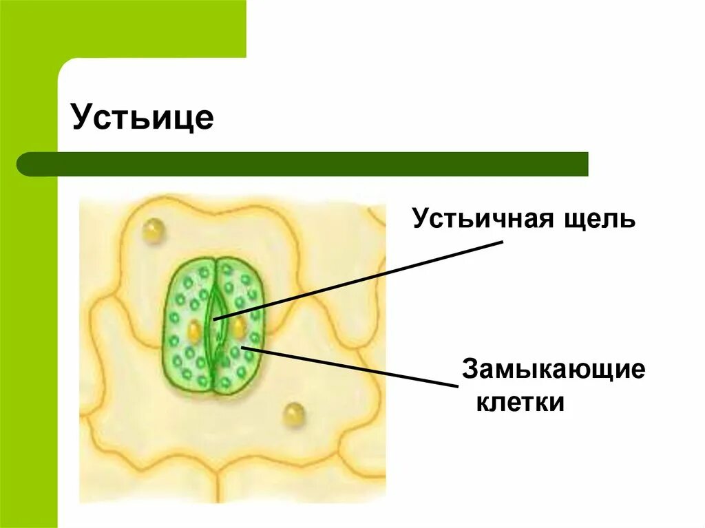 Хлоропласты в устьицах. Строение листа замыкающие клетки. Клеточное строение устьица. Строение клетки устьичная щель. Клетки кожицы , замыкающие клетки устьичная щель.