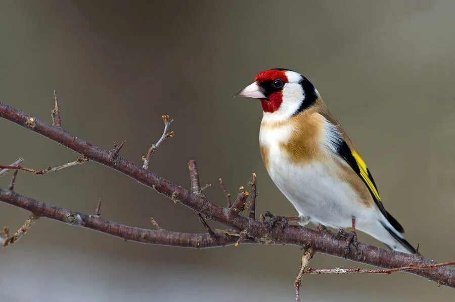 Щегол дубовик. Щегол собака. Фото щегла малыша. Щегол человек. Американский щегол; 5.