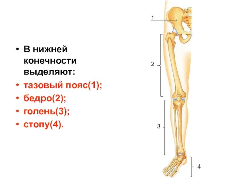 Отделы скелета нижней конечности человека. Кости пояса нижних конечностей человека анатомия. Скелет нижней конечности человека схема. Скелет пояса нижних конечностей тазовый пояс. 7 скелет конечностей