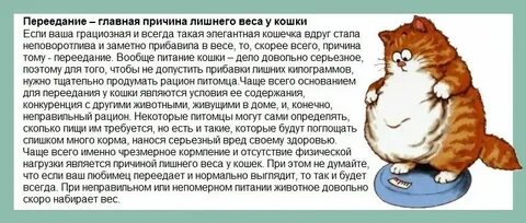 Почему кот поправляется