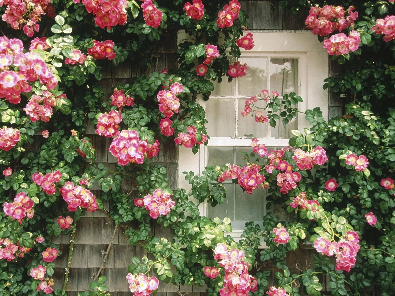 В саду распустились розы