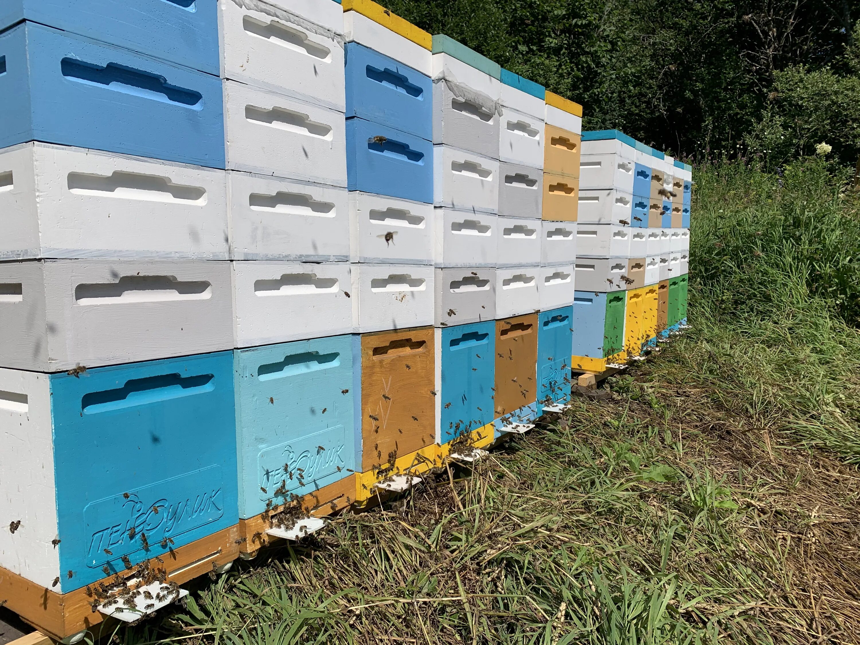 Пасека в башкирии. Ивано-казанка пасека. Теплый холодный занос в ульях. Нуримановский район пасека. Национальный парк башкирия пасека.