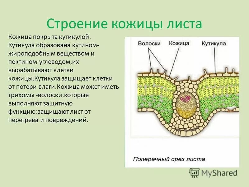 Клеточное строение образует кожицу листа. Клеточное строение образует кожицу листа