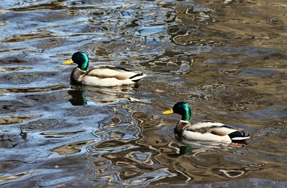 дикие утки селезень породы. кряква (anas platyrhynchos l. запах дикой утки. породы уток кряква. уточка живая.