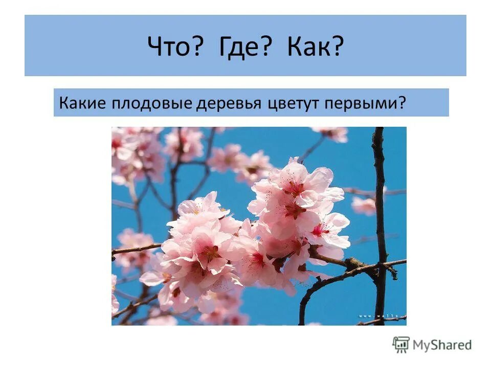кбр цветущие деревья. какое дерево цветет первым. какое дерево цветет первым. какое дерево цветет последним. цветущие деревья в апреле.