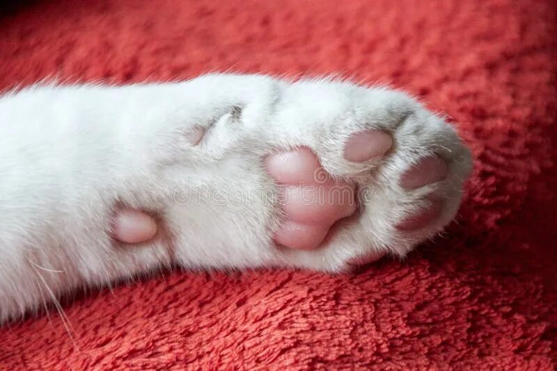 Лапка котенка подушечки. Кошачья лапка. кошачьи лапки подушечки. одеяло с кошачьими лапками.