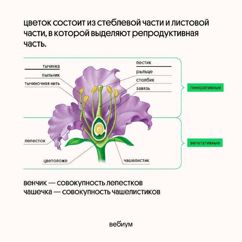 Цветок это видоизмененный. Строение околоцветника. Строение цветка цветоножка и цветоложе. Генеративные органы цветок функции. Вегетативные органы и генеративные органы растений.