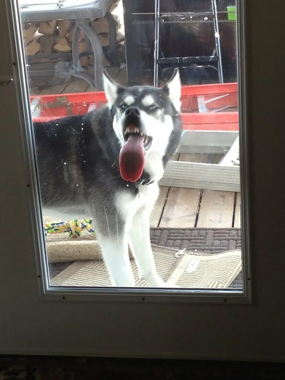 Собака в окне. Собака носом в стекло. Прикольные хаски. Хаски облизывает стекло. Собака пришла в гости