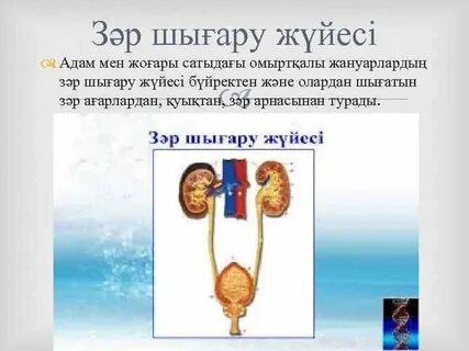 Сақинасы бар кисканың фотогалереясы