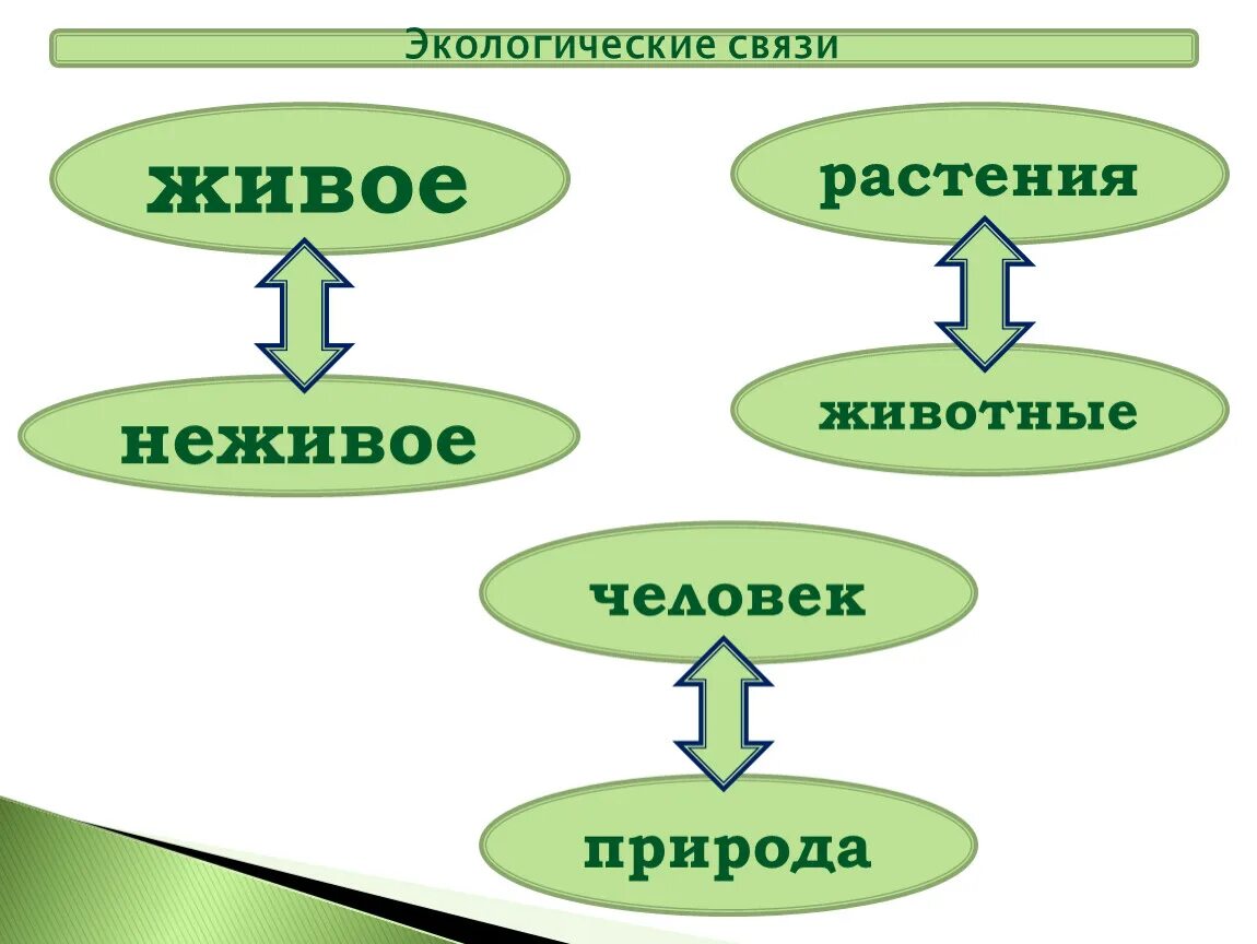 Сообщение экологические связи. Экологическая связь живое неживое. Экологические связи схема. Примеры экологических связей. Экологические связи человек растения.