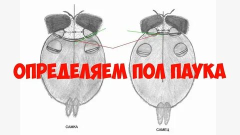 Как понять пол 4