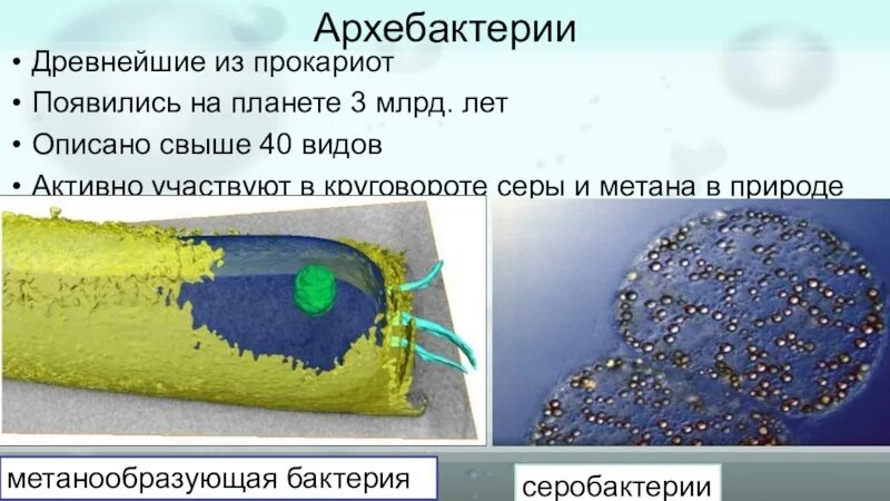 Древнейшие прокариоты