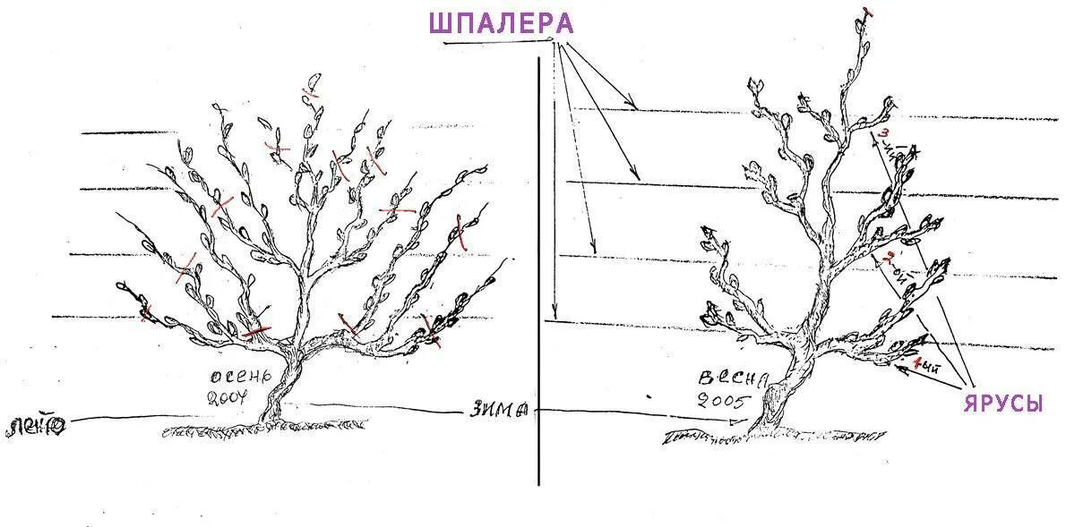 Схема правильной обрезки винограда. Схема подрезки винограда летом. Схема обрезки винограда летом. Формировка куста винограда.