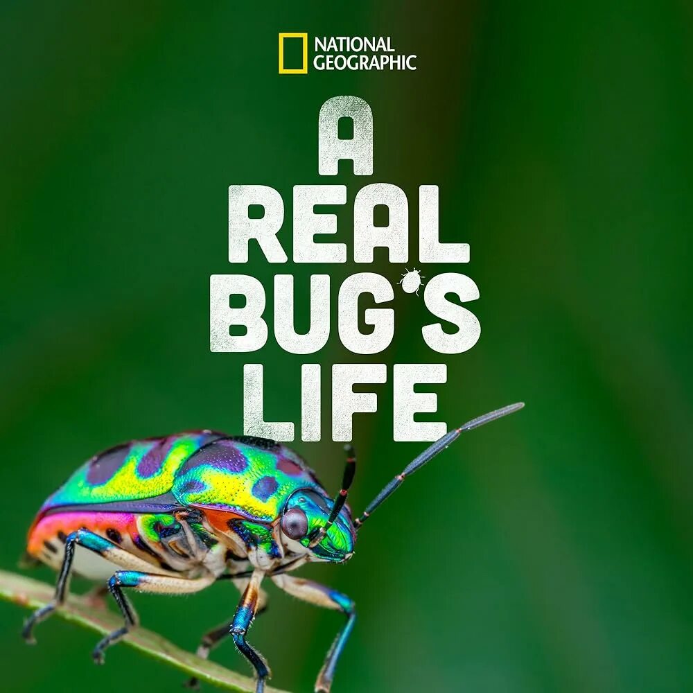 Real bug