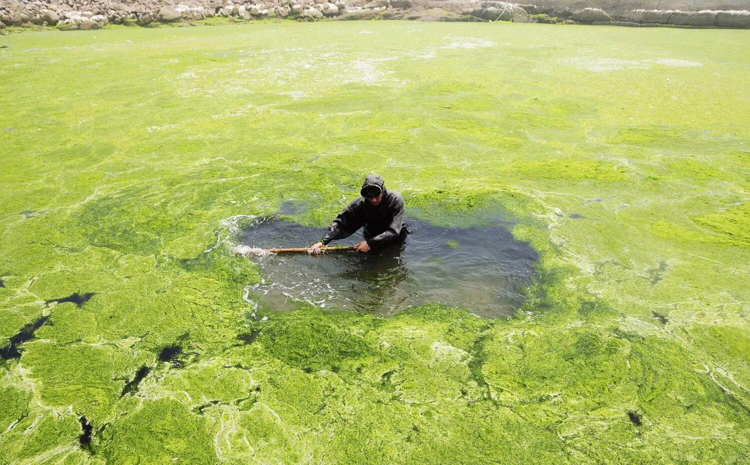 Вода из реки попадает. Хламидомонада цветение воды. Цветение воды цианобактерии. Цианобактерии эвтрофикация. Эвтрофикация Балтийского моря.