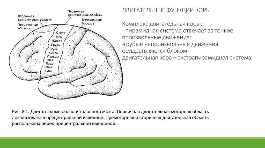 Двигательный центр коры функции. Премоторная зона коры головного мозга функции.