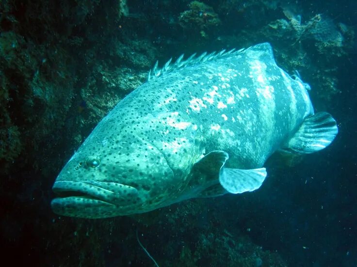 Protecting Cuba's Coral Reefs From Unbridled Farming Pelagic fish, Wildlife watc