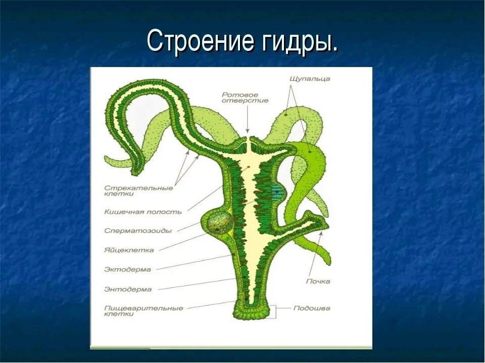 Гидра стебельчатая строение. Пресноводный полип гидра строение. Кишечнополостные Пресноводная гидра строение. Гидра биология строение.