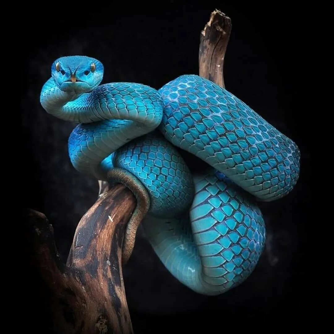 Синяя змейка. Голубая куфия. Белогубая куфия. Комодская куфия. Голубая комодская куфия змея.