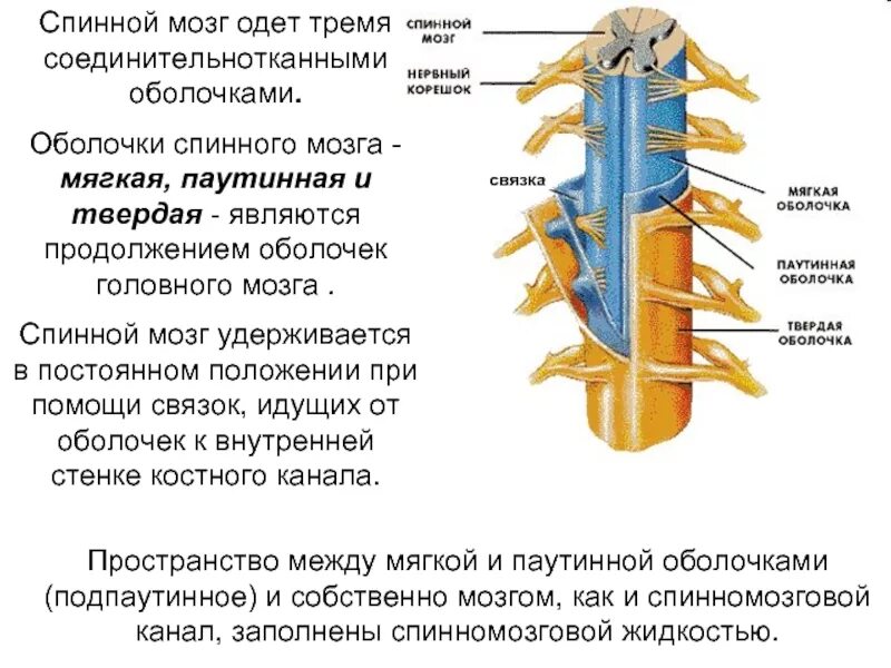 Мягкая оболочка спинного мозга строение. Твердая паутинная и мягкая оболочка спинного мозга. Схематическое изображение строения оболочек спинного мозга. Спинной мозг мягкая паутинная твердая. Является продолжением спинного мозга состоит