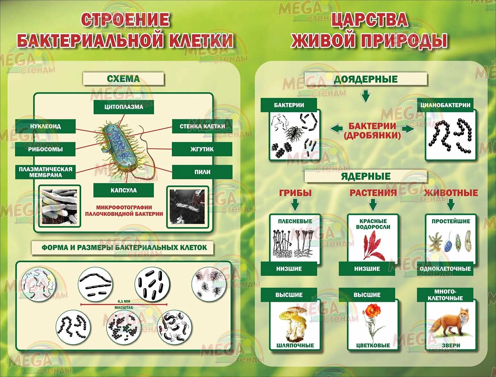 Плакаты классы животных. Плакаты для кабинета биологии. стенды для кабинета биологии. материал для стенда в кабинет биологии. стенды для кабинета биологии в школе.