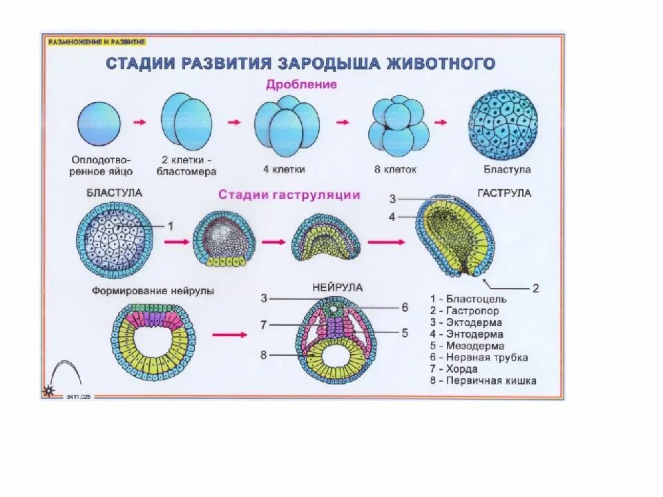 Этапы эмбриогенеза. Эмбриогенез человека. Эмбриогенез животных. Эмбриогенез человека ЕГЭ.
