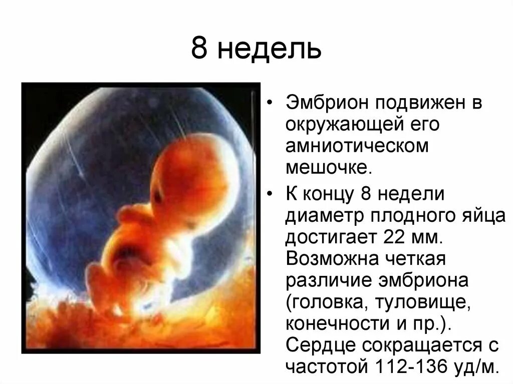 Плод 7-8 недель беременности. Размер эмбриона на 7-8 неделе беременности. Размер плода на 8 неделе беременности. Плод 7 недель беременности размер плода. Как выглядит ребенок на 8 неделе