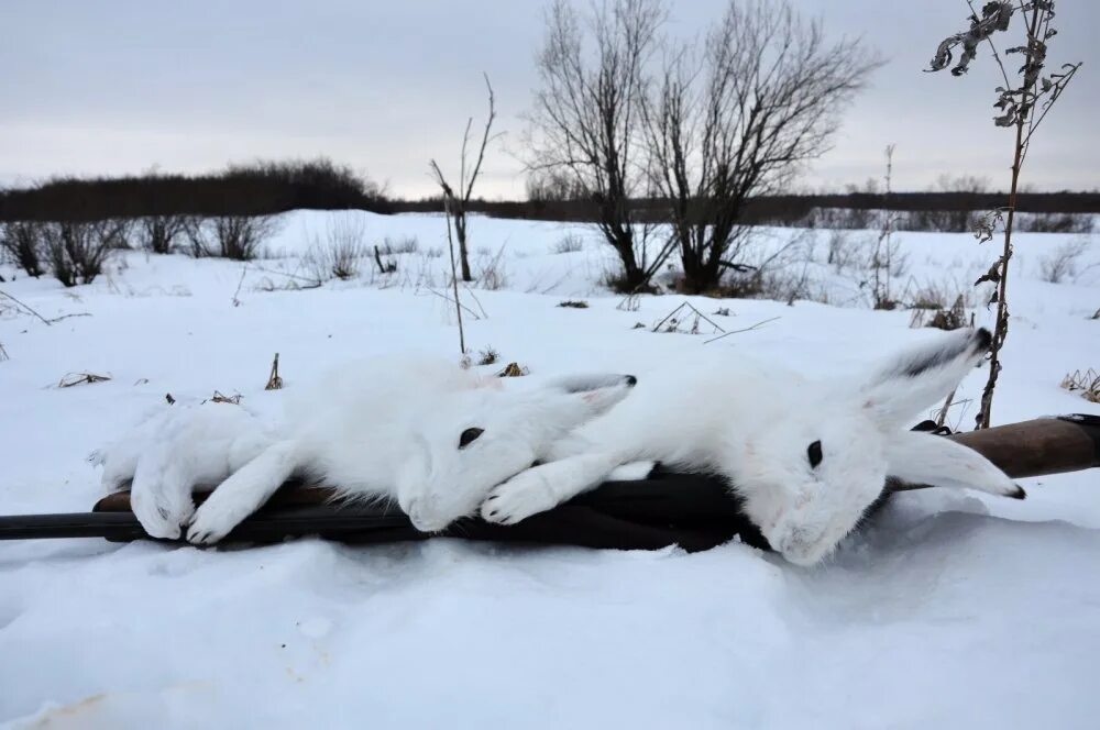 Погода зайцева алтайский край