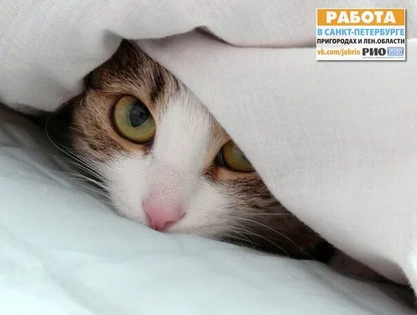 Кошка залазит под одеяло. Кот под одеялом. кот спрятался под одеялом. кот из под одеяла. из под одеяла.