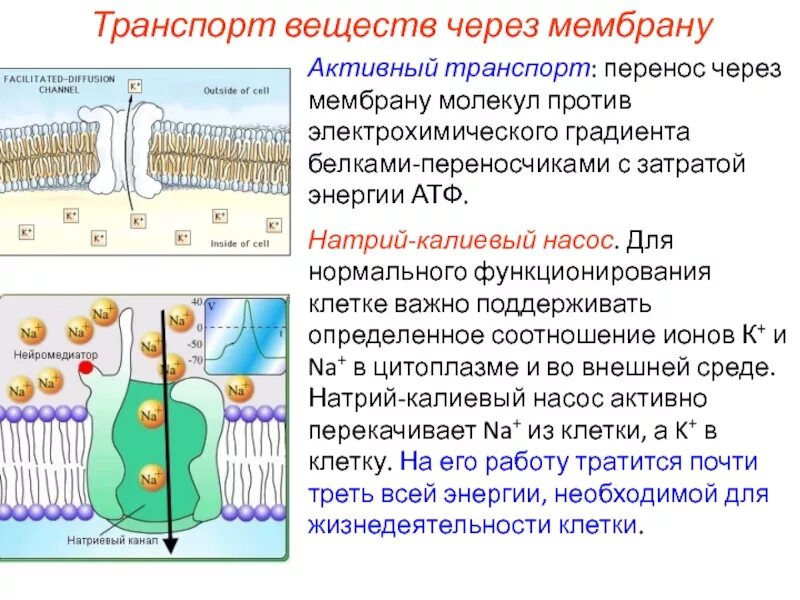 Активный транспорт веществ через мембрану натрий калиевый насос. Натриево калиевый насос физиология. Натриевый калиевый насос АТФ.