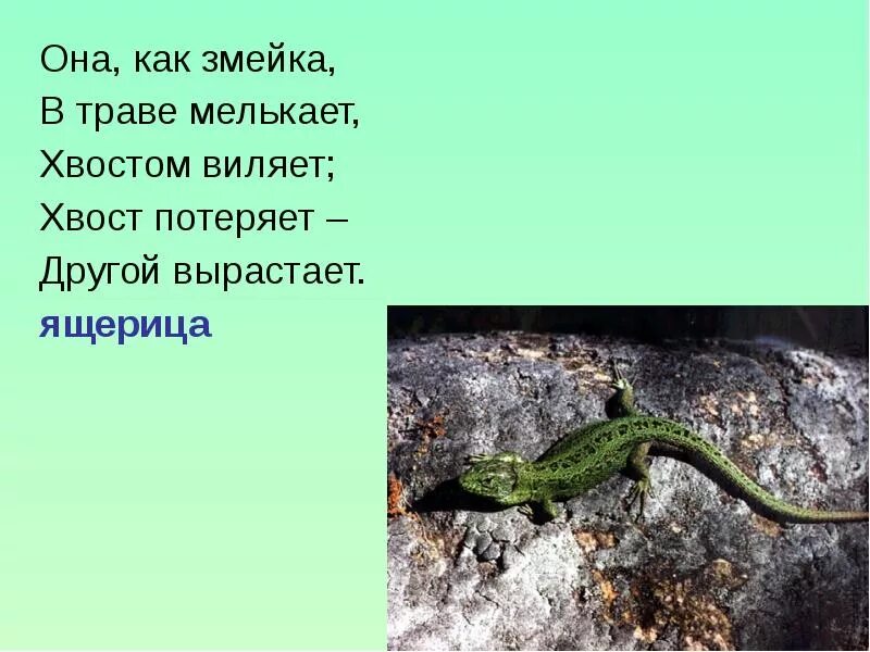 Текст про ящерицу. Загадка про ящерицу. Загадка про ящерицу для детей. Ящерица для детей. Ящерица для дошкольников.