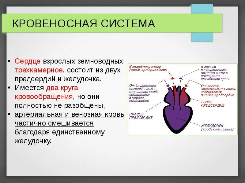 Кровь в сердце у земноводных. Сердце земноводных. Строение сердца земноводных. Кровеносная система амфибий. Трехкамерное сердце у земноводных.