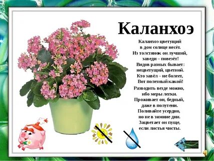 Стихи комнатным цветам