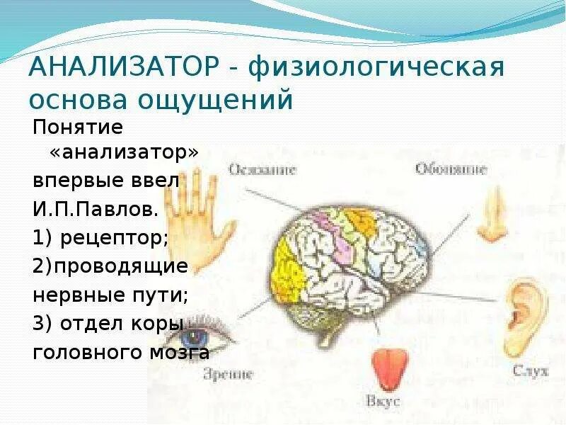 Анализатор- физиологическая основа ощущений. Физиологическая основа ощущений (строение анализатора).. Общее строение анализатора. Ощущение строение анализатора.