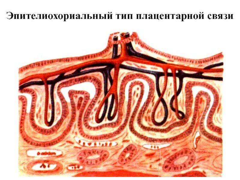 Типы плацент млекопитающих. Эндотелиохориальная плацента. эпителиохориальный тип плаценты. десмохориальная плацента. эпителиохориальная плацента у животных.