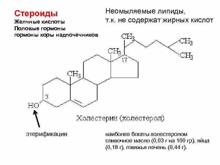 Стероидные липиды. Липиды производные стерана. Функции стероидов липидов. Функции стероидов липидов. Стероидные липиды.