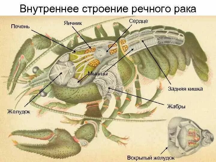 Внутреннее строение речного. Пищеварительная система членистоногих ракообразных. Строение членистоногих внутреннее строение. Внутреннее строение ракообразных. Строение членистоного.