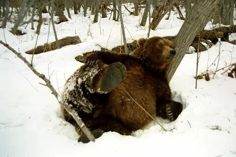 Что едят медведи зимой