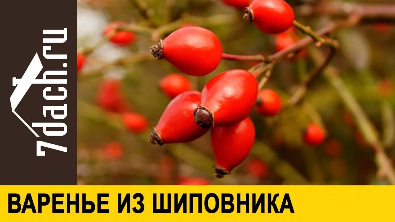 Шиповник дерево. Ягода похожа на шиповник растет. Шиповник каролинский. Шиповник ягоды. Ягода похожа на шиповник растет.